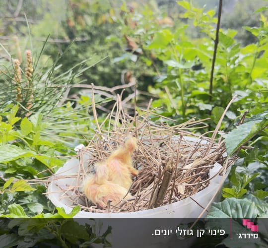 גוזל יונה בתוך קן שהועבר לקערת פלסטיק בין ענפים ירוקים